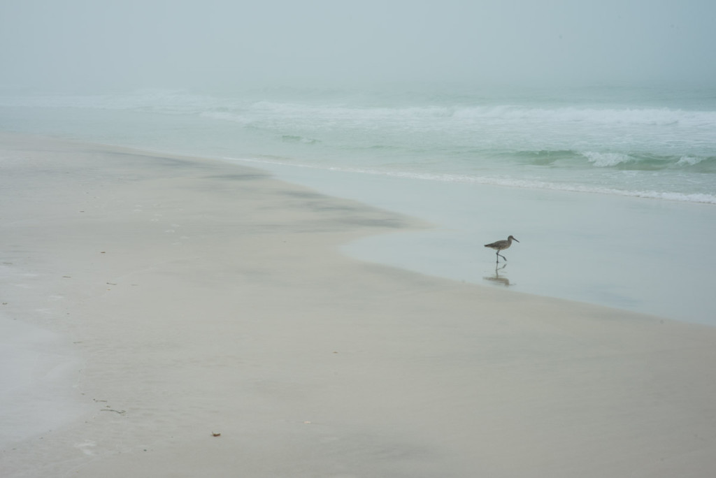 Walk by photographer Aranka Israni captures a lone sandpiper bird walking on the beach along the waters edge. Alys Beach, Florida. Full color, limited edition print.